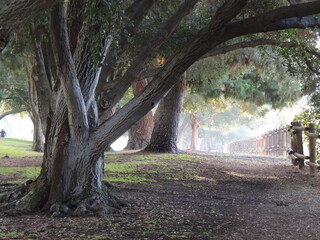 a beautiful shot of the park in the morning