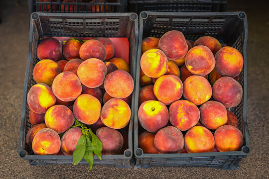 Fresh juicy peaches in plastic crates at outdoor farm market, vibrant in color and perfectly ripe. Concept of peach harvest, organic produce, and summer fruit season