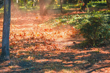 Flying leaves and dust in sunny park. Dry autumn leaves fly in bright sunlight air creating motion effect with dust and forest shadows. Concept of seasonal change, wind movement, natural fall dynamics