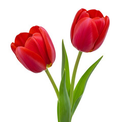 Obraz premium Red Tulips on Black, isolated on transparent background