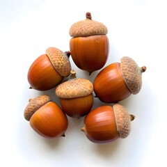 Group of Fresh Acorns on White Background – Autumn Nature Nuts