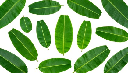 Banana leaves arranged on white background