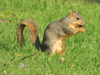A park squirrel eats a nut