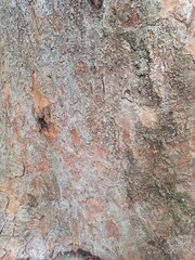Close-up on the trunk of Parkia pendula