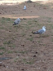 seagull on the beach