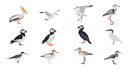 Obraz premium A colorful set of twelve illustrated seabirds and shorebirds in various poses.