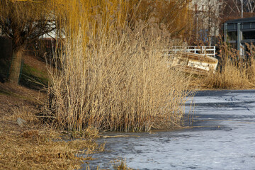 Dry reeds in the water near the lakeshore in a cold winter