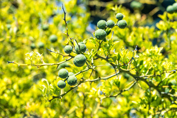 Zitrusfrüchte am Baum