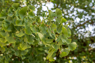 Ginkobaum