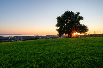 Sonnenuntergang im Obstgarten