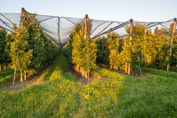 Reife Äpfel am Baum