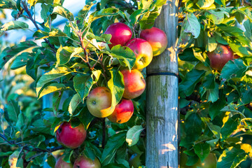 Reife Äpfel am Baum