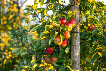 Reife Äpfel am Baum