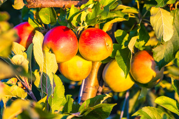 Reife Äpfel am Baum