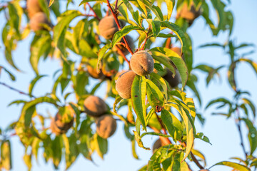 Pfirsiche am Baum