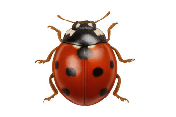 Ladybug insect showing red wings and black spots on transparent background