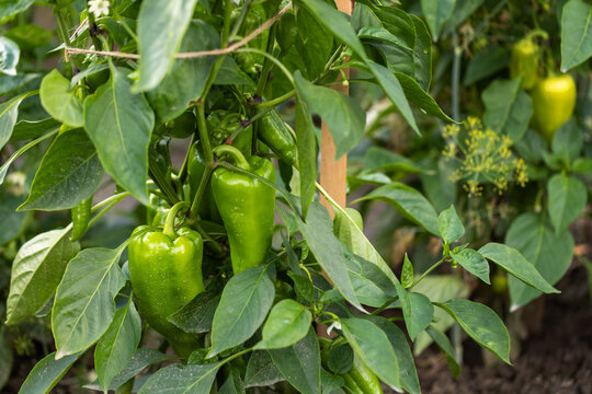 Capsicum annuum fruits growing on a strong stem of a bush wrapped in leaves in the garden.
