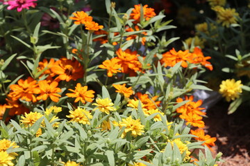 Beautiful orange zinnia flowers in the garden, stock photo