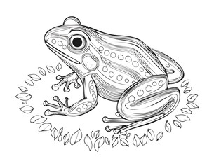 Detailed Black and White Sketch of a Tree Frog
