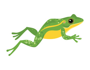frog on a white background