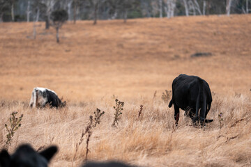 beautiful cattle in Australia  eating grass, grazing on pasture. Herd of cows free range beef being regenerative raised on an agricultural farm. Sustainable farming