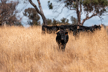 beautiful cattle in Australia  eating grass, grazing on pasture. Herd of cows free range beef being regenerative raised on an agricultural farm. Sustainable farming