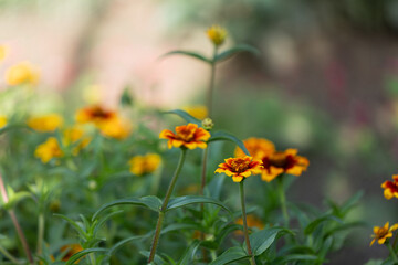 Tagetes - yellow-orange marigold flower growing in a flowerbed in the garden.