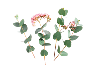 Eucalyptus Branch with Pink Flowers, Top-Down Flat Lay, Isolated on Transparent Background 