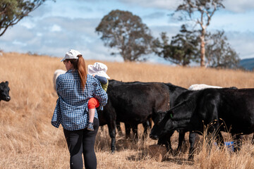 beautiful cattle in Australia  eating grass, grazing on pasture. Herd of cows free range beef being...