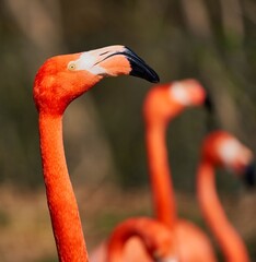 Close-up of a vibrant flamingo.