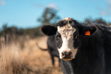 beautiful cattle in Australia  eating grass, grazing on pasture. Herd of cows free range beef being regenerative raised on an agricultural farm. Sustainable farming