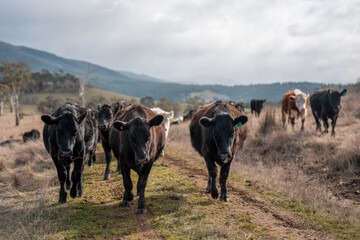 beautiful cattle in Australia  eating grass, grazing on pasture. Herd of cows free range beef being regenerative raised on an agricultural farm. Sustainable farming