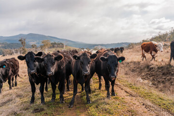beautiful cattle in Australia  eating grass, grazing on pasture. Herd of cows free range beef being regenerative raised on an agricultural farm. Sustainable farming