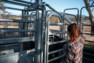 female australian farmer working in stock yards with a herd of cows, Hardworking Farmer Monitoring Cattle on a Rural Australian farm. innovation in agriculture with regenerative organic farm