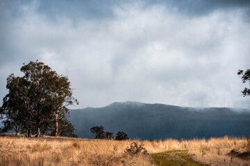 beautiful cattle in Australia  eating grass, grazing on pasture. Herd of cows free range beef being...