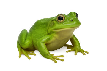 Obraz premium Green tree frog sitting on transparent background