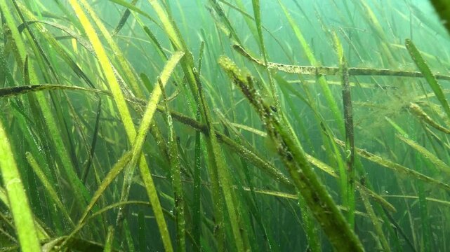 Biocenosis of higher aquatic vegetation in the Black Sea, macrophyte Zostera marina