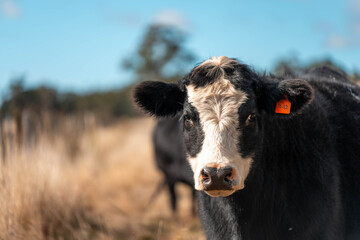 beautiful cattle in Australia  eating grass, grazing on pasture. Herd of cows free range beef being...