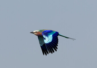 Lilac-breasted roller in flight at Masai Mara, Kenya