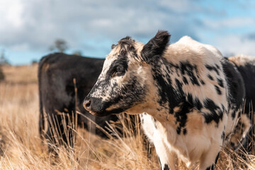 beautiful cattle in Australia  eating grass, grazing on pasture. Herd of cows free range beef being regenerative raised on an agricultural farm. Sustainable farming