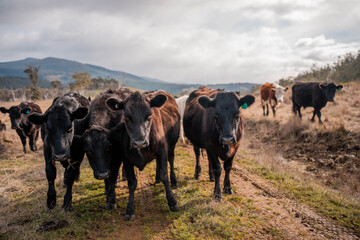 beautiful cattle in Australia  eating grass, grazing on pasture. Herd of cows free range beef being...