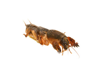 insect parasite isolated on white background