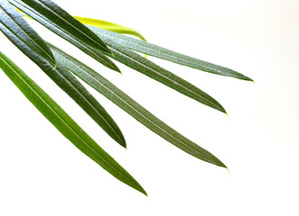 Fototapeta premium plant leaves isolated on white background