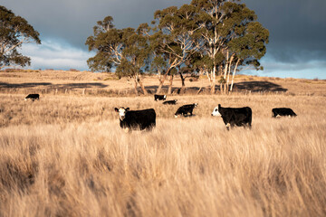 beautiful cattle in Australia  eating grass, grazing on pasture. Herd of cows free range beef being regenerative raised on an agricultural farm. Sustainable farming