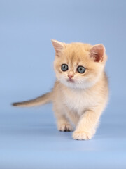 British golden chinchilla, ginger kitten on a blue background. Studio shooting