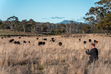 agronomist regenerative organic farmer, taking soil samples and looking at plant growth in a farm. practicing sustainable agriculture