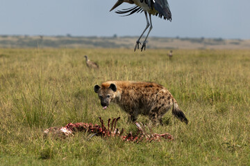 Hyena feasting on a wildebeest carcass and a Marabou stork nearby at Masai Mara, Kenya