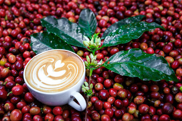 cappuccino coffee, coffee cup, flowers coffee,  coffee green leave, red sherry raw coffee...