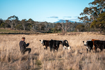 agronomist regenerative organic farmer, taking soil samples and looking at plant growth in a farm. practicing sustainable agriculture