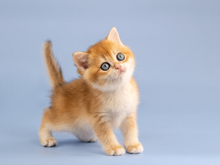 British golden chinchilla, ginger kitten on a blue background. Studio shooting